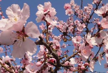 Almond Blossoms, A Real Visual Spectacle Known as “Majo...